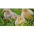 Ma poule a fait un œuf, aurons-nous un poussin ?