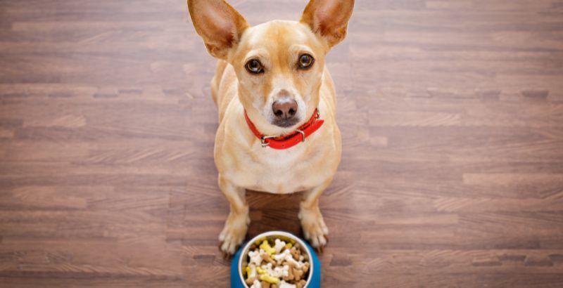 La digestion du chien