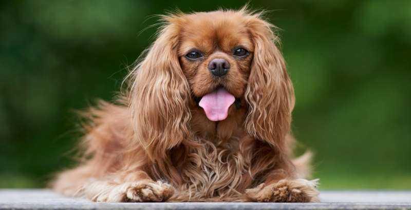 Le Cavalier King Charles