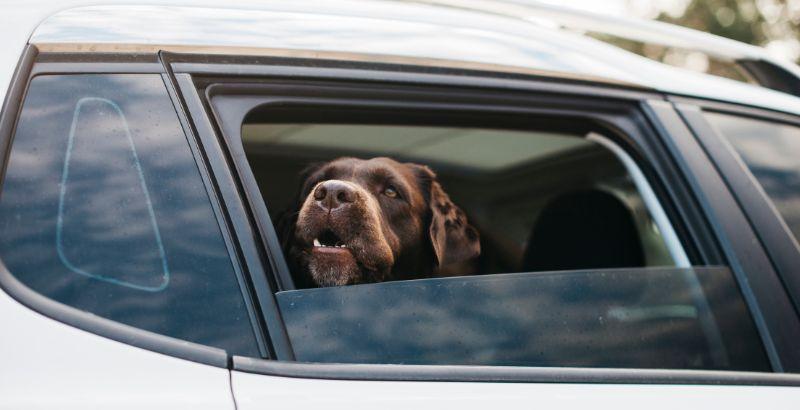 Mon chien est stressé en voiture, que faire ?