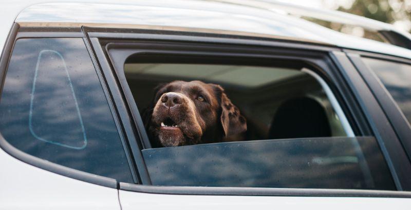 ​Mon chien est stressé en voiture, que faire ? 