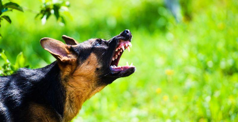 Mon chien est énervé comment le calmer