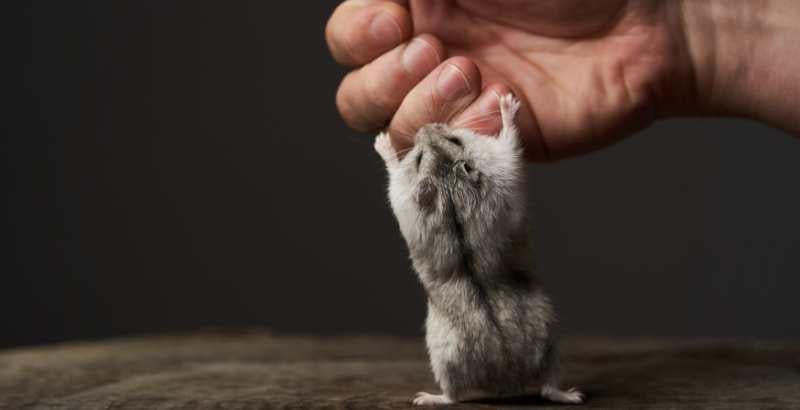 Pourquoi mon hamster me mord ?