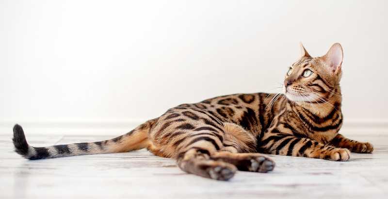 Le Bengal
