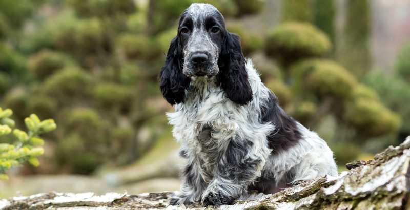 Le Cocker Spaniel Anglais