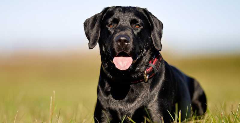 Labrador retriever