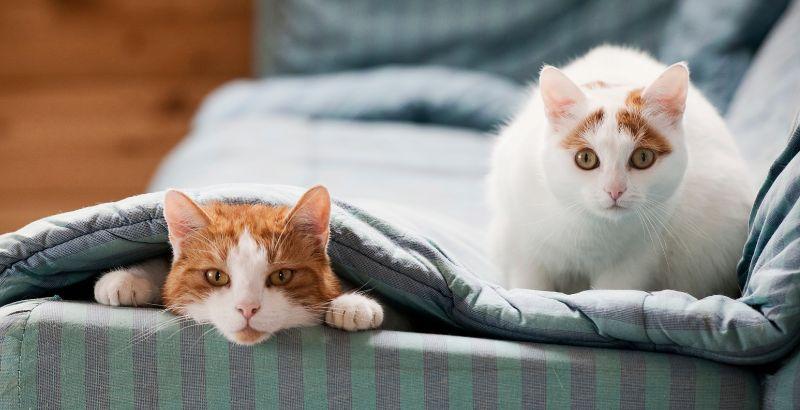 Comment faire cohabiter deux chats ?