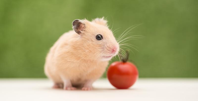 Focus Race : Le Hamster Doré