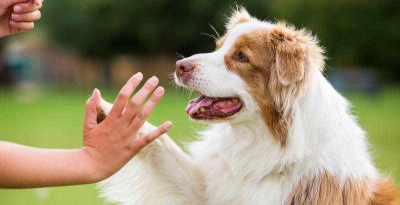 Arthrose : Comment soulager et aider mon chien ?