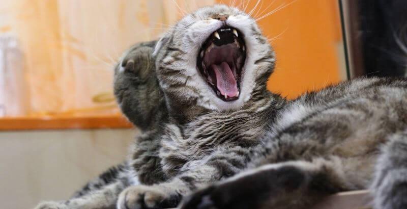Qu’est ce qu’est la Gingivostomatite ou stomatite du chat ?
