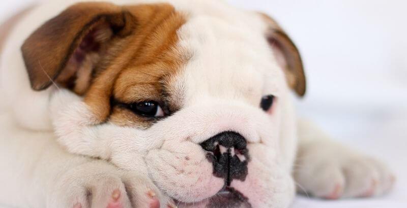 Conseils pratiques pour l'alimentation du chiot