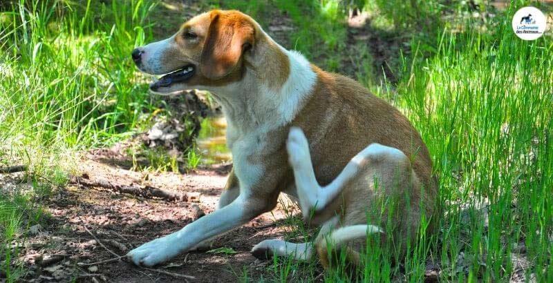Comment calmer les démangeaisons de mon chien ?