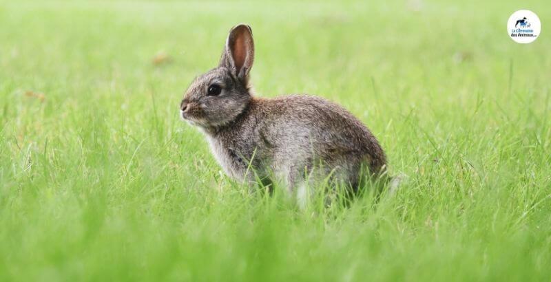 Pourquoi le lapin a-t-il de grandes oreilles ?