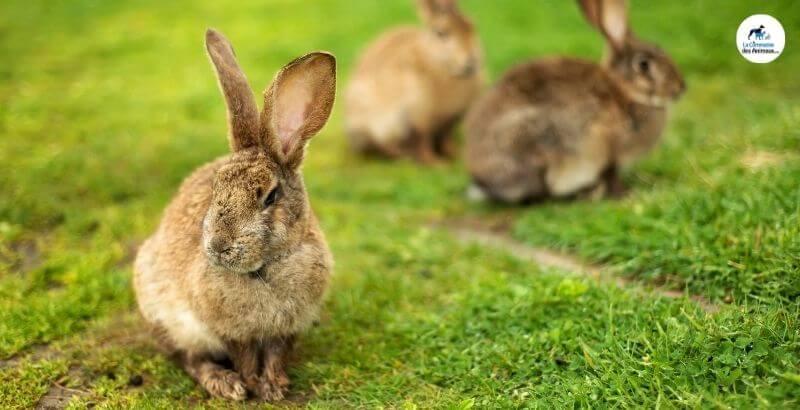 Tout savoir sur les oreilles du Lapin