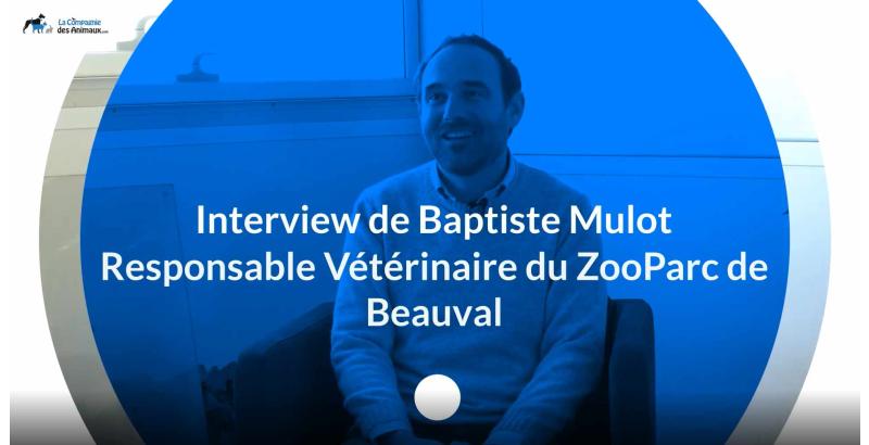 Interview : Baptiste Mulot, responsable vétérinaire du ZooParc de Beauval [VIDEO]