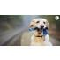 Quelle laisse choisir pour son chien ?