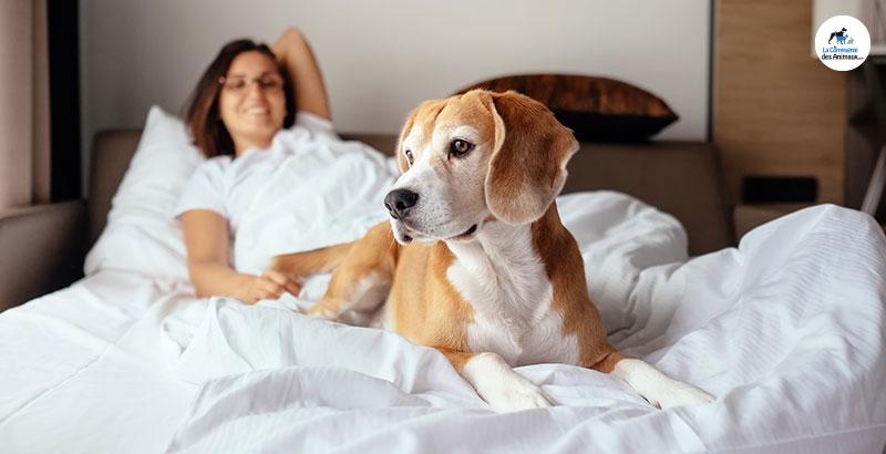 Dormir avec son chien : bonne ou mauvaise idée ?