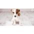 5 raisons pour lesquelles votre chien n'est pas propre