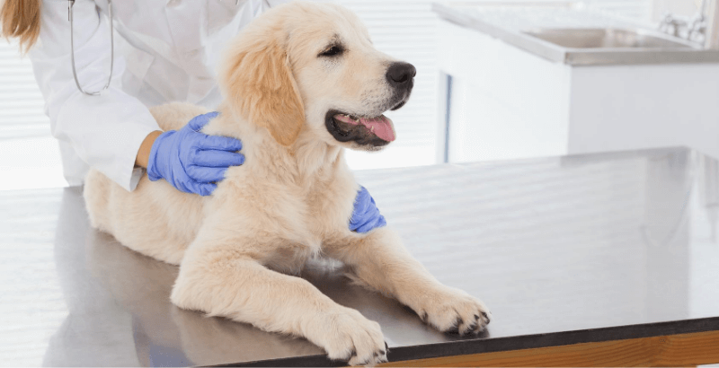 Comment soigner une verrue chez le chien ?