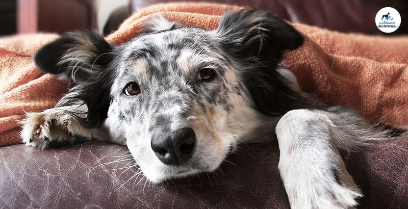 Vrai ou Faux : Les chiens ne sont jamais enrhumés