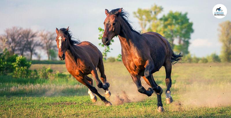 Comment préserver les articulations des chevaux ?