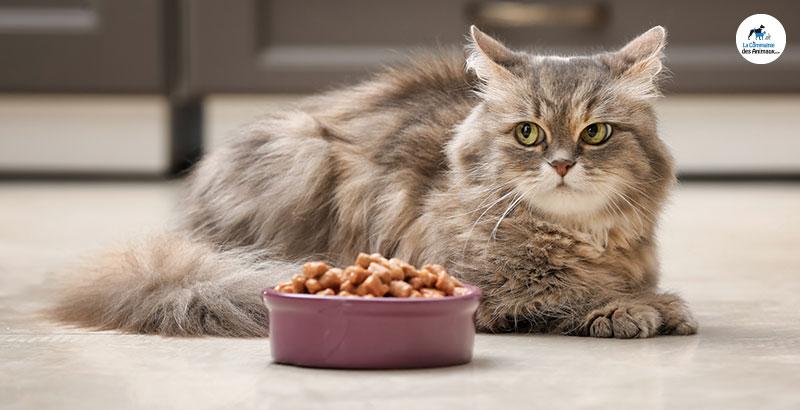 Pourquoi donner une alimentation sèche et humide à votre chat ?