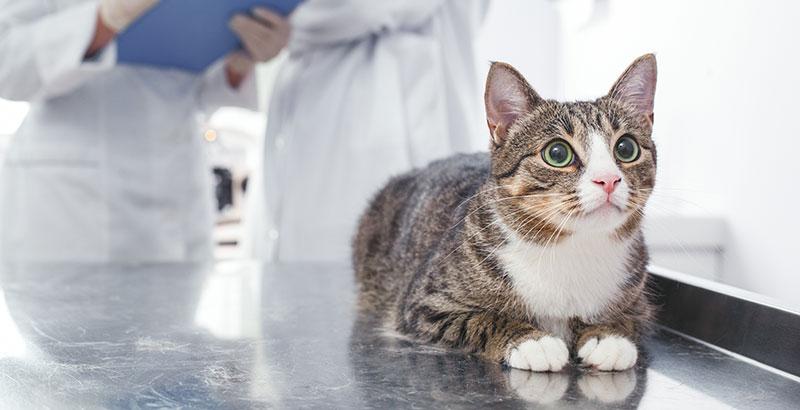Comment déterminer le sexe de votre jeune chat (chaton) ?