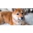 Comment savoir si ma chienne a ses chaleurs ?