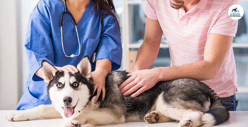 Vrai ou Faux : Mon chien se gratte parce qu'il a des puces