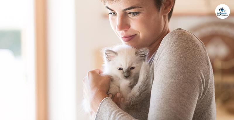 J'adopte un chat : Que faire avant, le jour J et dans les jours qui suivent ?