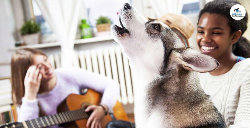 Vrai ou Faux : La musique relaxe les chiens