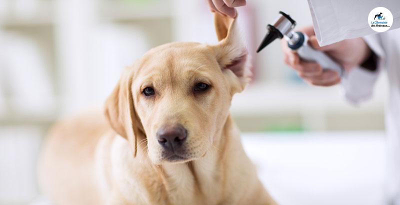 Sonotix : Pour prendre soin des oreilles de votre animal