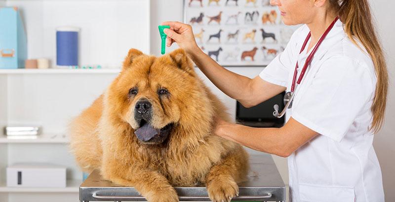 Pourquoi faut-il vermifuger son animal de compagnie ?