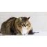 L'obésité chez le chien et le chat