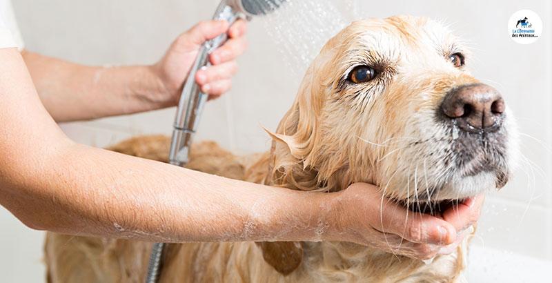 Comment donner un bain à son chien ?