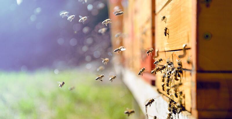 Comment traiter les ruches contre le Varroa destructor ?