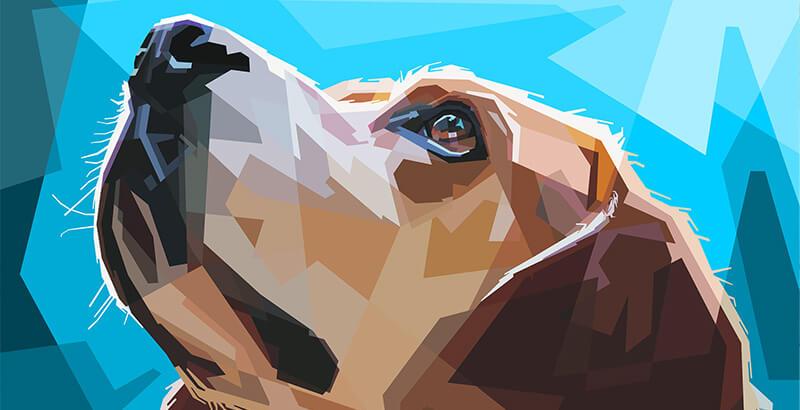Quelle est l'histoire de Dogteur ?