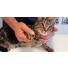 VIDEO VETO - Comment prendre soin des griffes de son chat ?