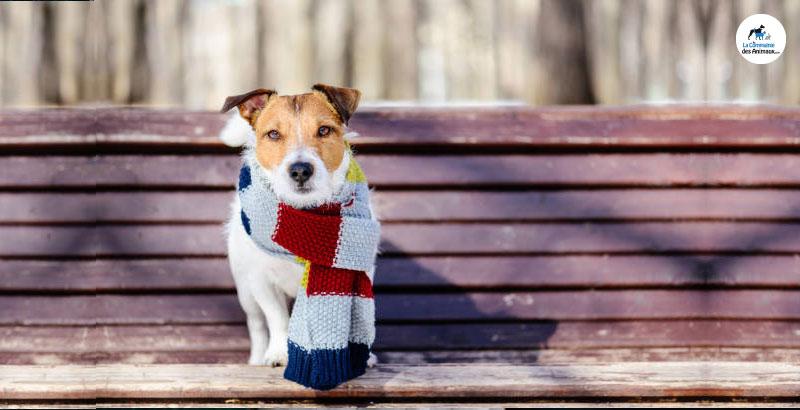 Faut-il mettre un manteau à son chien en hiver ?