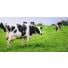 La fièvre de lait chez la vache laitière