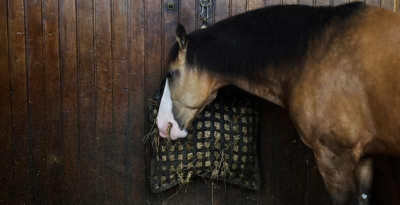 Comment combattre l’ennui du cheval au box ?