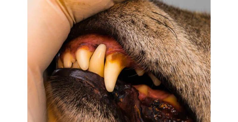 Lutte contre le tartre chez le chien : prévention et solutions naturelles