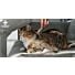 Mue du chat : périodes, durée, causes et solutions pour limiter la perte de poils
