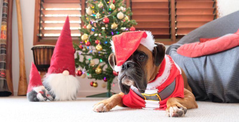 Cadeaux de Noël pour chien : Trouvez le présent idéal pour votre chien en 2024