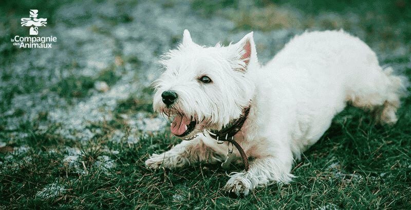 Quelle alimentation humide adopter pour chien senior ?