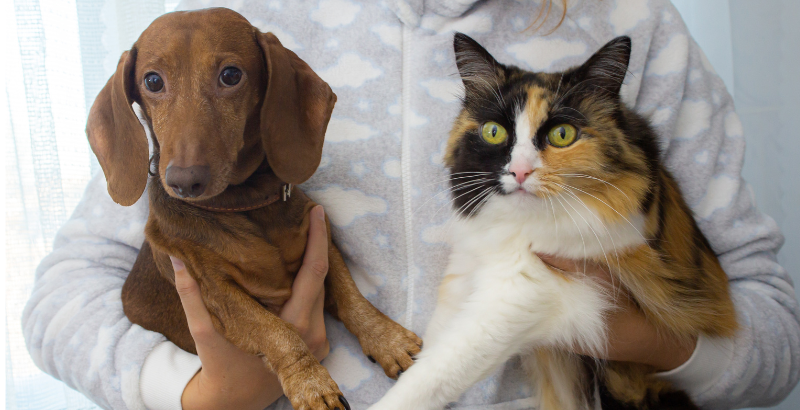 Maladie rénale chronique chez le chien et le chat