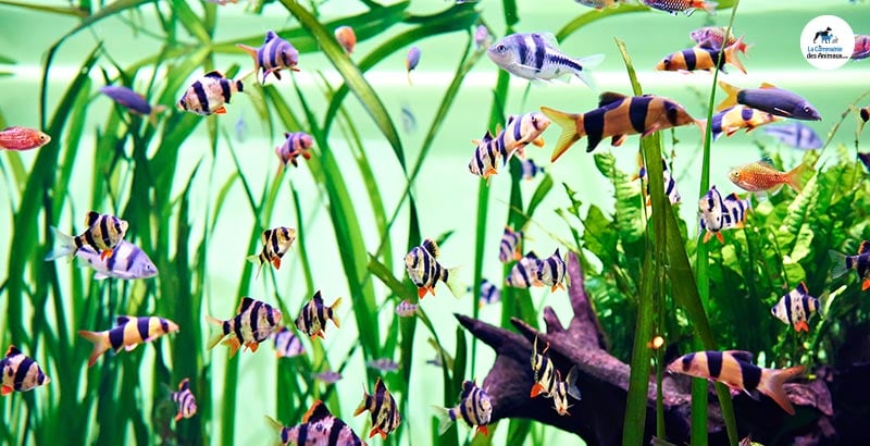 Vous avez testé : Les produits Zolux pour poissons