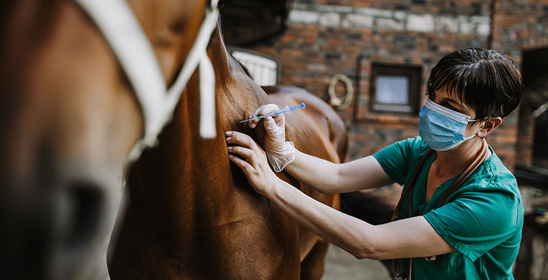 Conseil Vétérinaire - Blog - Le bilan sanguin chez le cheval ...