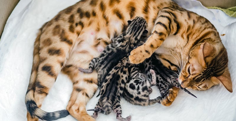Comment choisir un chaton dans une portée ?