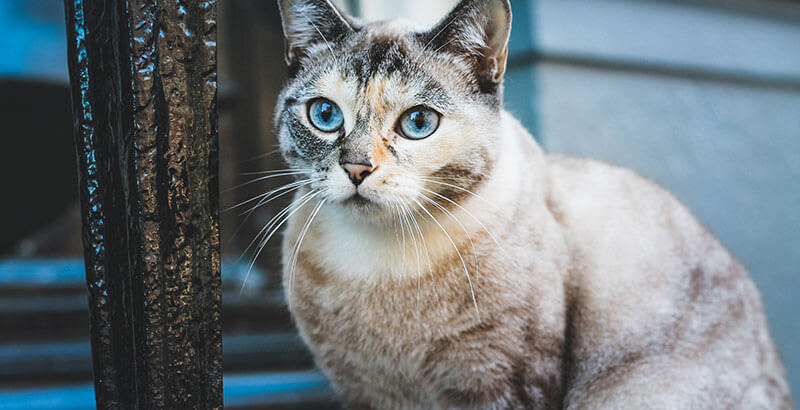 Vrai ou Faux : Les chats peuvent voir la nuit